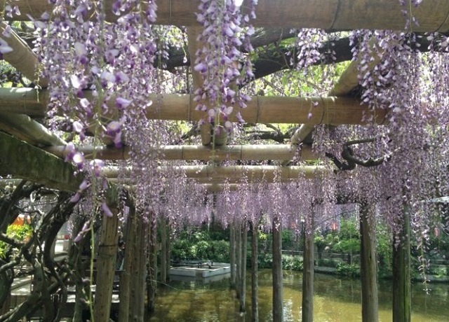 越ケ谷久伊豆神社の藤まつり
