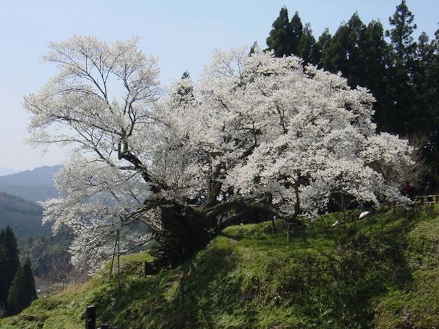 佛隆寺の古桜